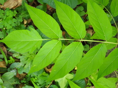 Ailanthus altissima