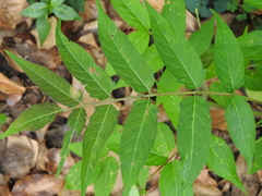 Ailanthus altissima