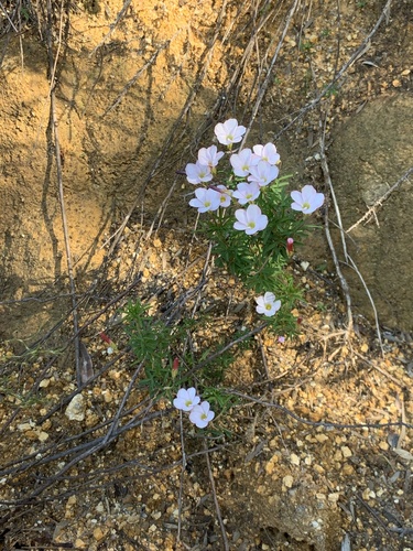Image of Oxalis tenuifolia by (c) Dave Richardson, some rights reserved (CC BY)