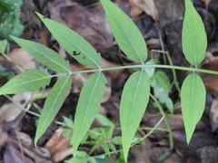 Ailanthus altissima