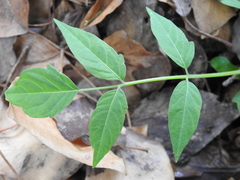 Ailanthus altissima