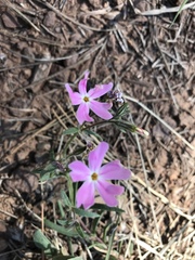 Phlox amabilis