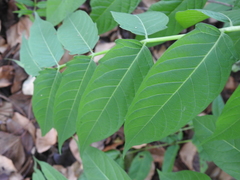 Ailanthus altissima