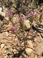 Orthocarpus cuspidatus