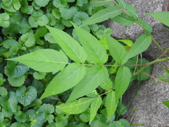 Ailanthus altissima