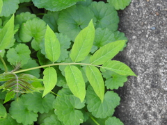 Ailanthus altissima