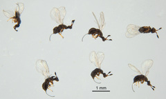 Eupristina verticillata