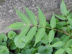 Ailanthus altissima