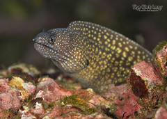 Reticulate Moray photo 4