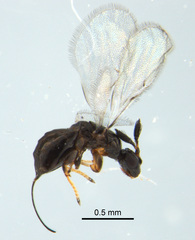 Eupristina verticillata