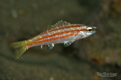 School Bass photo 1