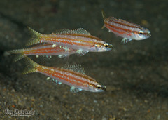 School Bass photo 3