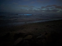 Noctiluca scintillans