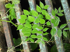 Gymnocladus dioicus