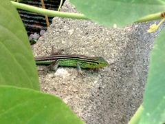 Cnemidophorus gaigei