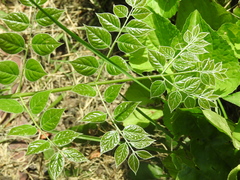 Gymnocladus dioicus
