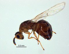 Odontofroggatia galili