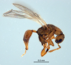 Odontofroggatia galili