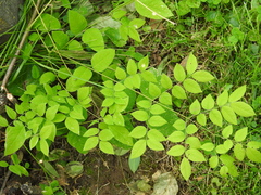 Gymnocladus dioicus