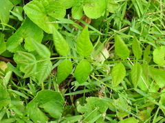 Gymnocladus dioicus