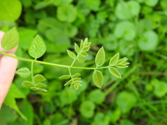 Gymnocladus dioicus
