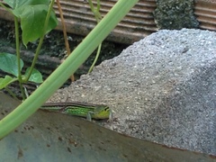 Cnemidophorus gaigei