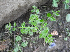 Gymnocladus dioicus