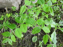 Gymnocladus dioicus