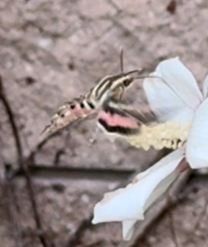 Striped Hawkmoth photo 5