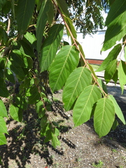 Ailanthus altissima