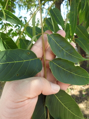 Ailanthus altissima