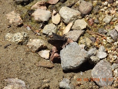 Erynnis propertius