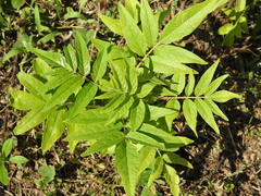 Ailanthus altissima