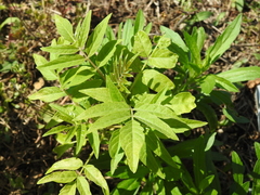 Ailanthus altissima
