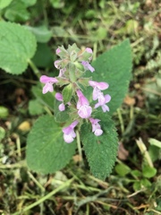 Stachys ajugoides