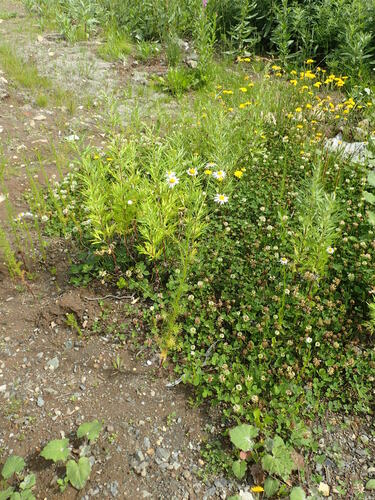 Tripleurospermum tetragonospermum iNat (1)