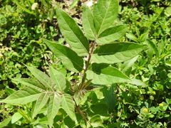 Ailanthus altissima
