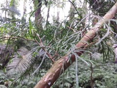 Calocedrus formosana