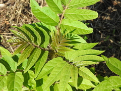 Ailanthus altissima