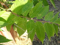 Ailanthus altissima