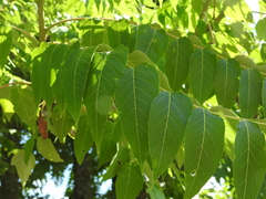 Ailanthus altissima