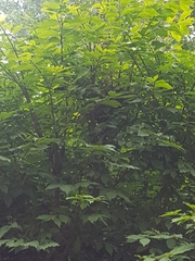 Dumetella carolinensis