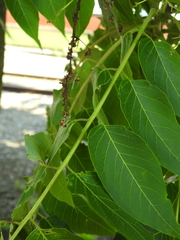 Ailanthus altissima