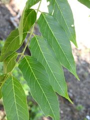 Ailanthus altissima