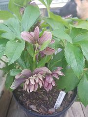 Helleborus orientalis