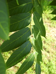 Ailanthus altissima