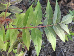 Ailanthus altissima