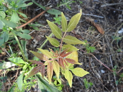 Ailanthus altissima