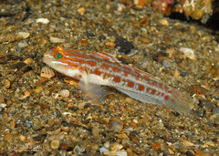 Spotted Goby photo 5
