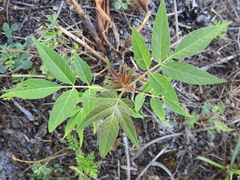 Ailanthus altissima